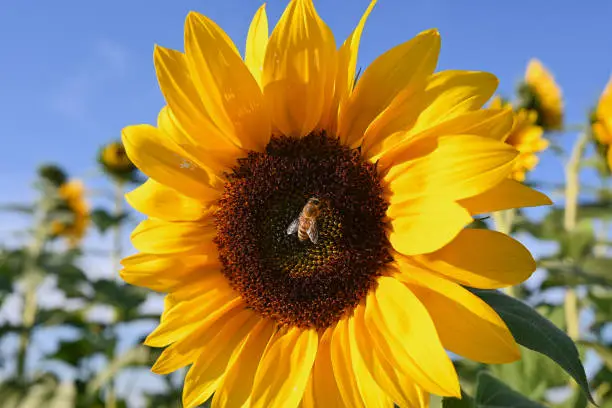 Photo of sunflower with a honey bee on it, collecting pollen in the summer