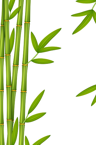 Green bamboo with leaves. Vector illustration.