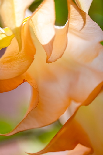 Closeup Angels trumpets, beautiful flowers, Datura, abstract background with copy space, full frame vertical composition
