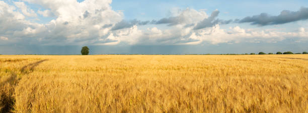 istock Gold wheat field in summer time 1345721109