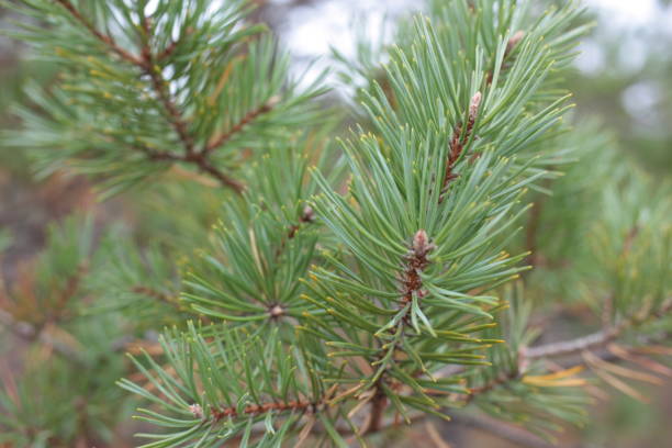 istock Pine branch close-up on blurred background of autumn forest 1345721899