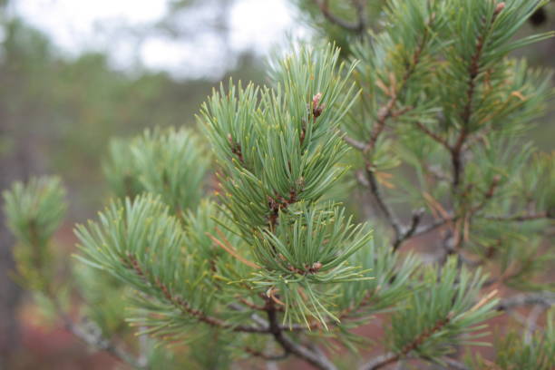istock Pine branch close-up on blurred background of autumn forest 1345721902