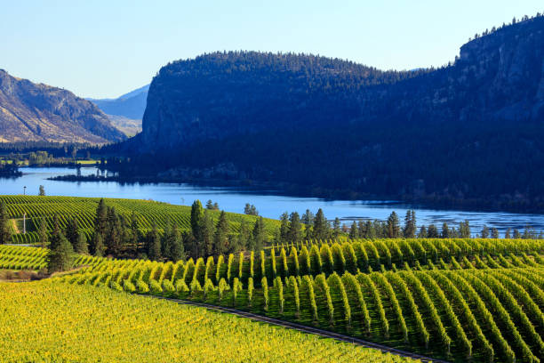 istock Blue Mountain Vineyard McIntyre Bluff Vaseux Lake 1345722004