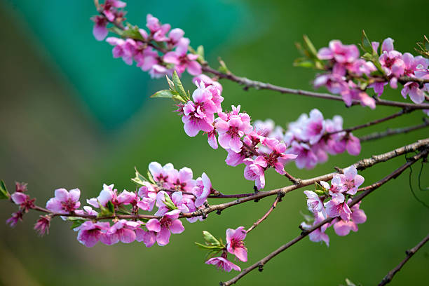Rosa fiori Fioritura in primavera - foto stock