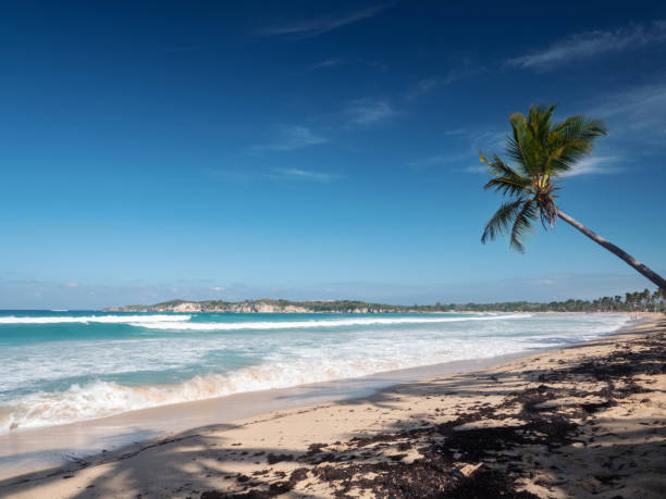 istock Palm tree on wild coastline. Macao beach. Dominican Republic 1345722152