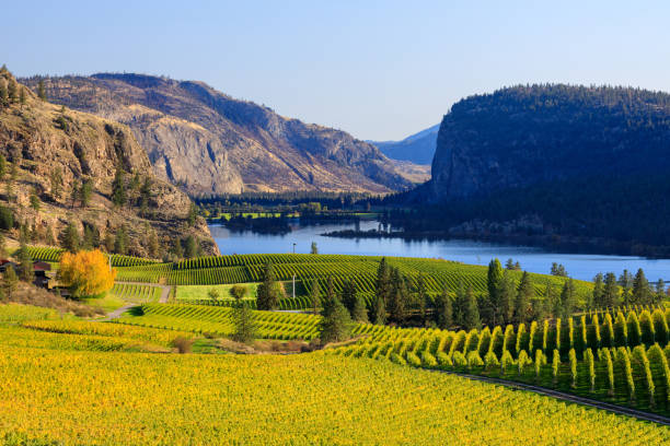 blue mountain vineyard mcintyre bluff vaseux lake - okanagan valley imagens e fotografias de stock