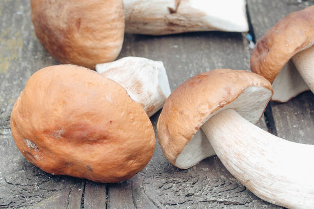 white mushroom (BolÃ©tus edÃºlis) lying on the table, close-up stock photo