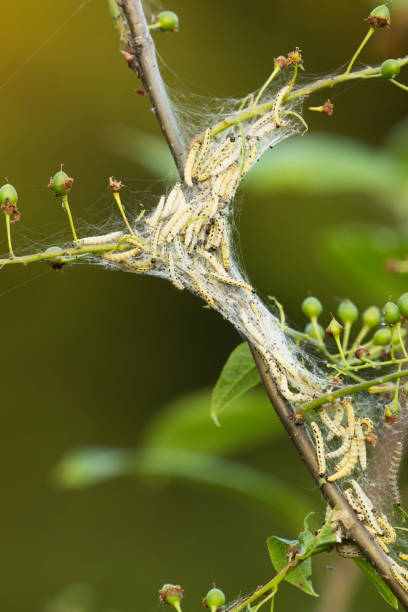 un grupo de cerezo-cerezo pájaro, yponomeuta evonymella en una red - insect moth nature ermine moth fotografías e imágenes de stock