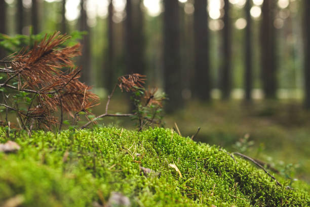 istock Green moss texture in forest, natural background 1345723296