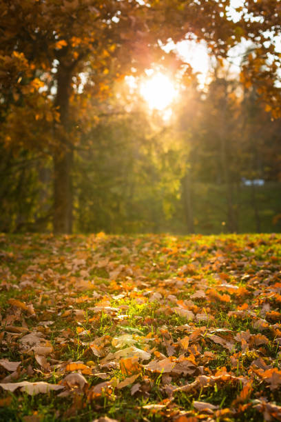 istock Fall season outdoor 1345723512