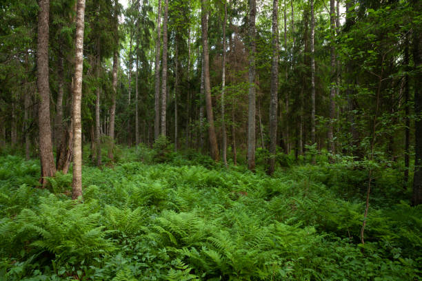 istock An Estonian old-growth forest with lush ferns 1345723717