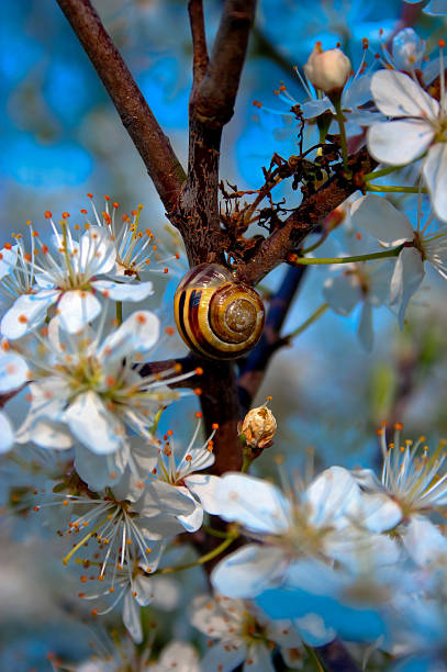 Snail climbing a Shrub of Cherry Blossom stock photo