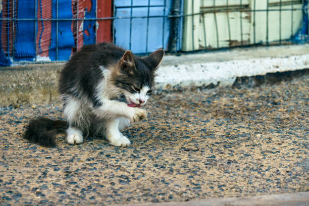 A cat (kitten) standing in front of a colorful spot while it it licking its leg