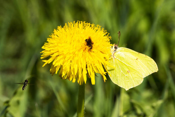 Brimstone butterfly, Gonepteryx rhamni collecting nectar from a blooming weed Common dandelion, Taraxacum officinale.
