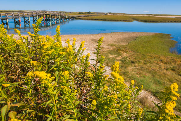 istock Goldenrod at Mill Creek 1345725824