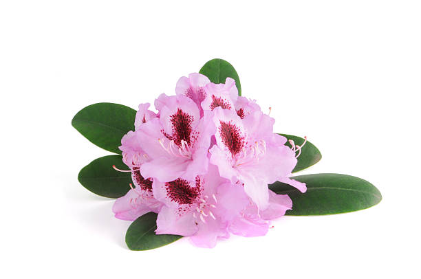istock isolated purple Rhododendron 134572587
