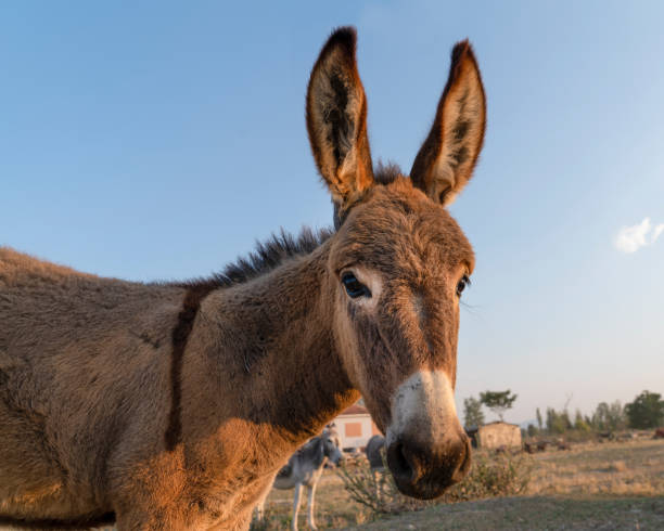 istock Funny donkey face with blurred rural area. 1345725965