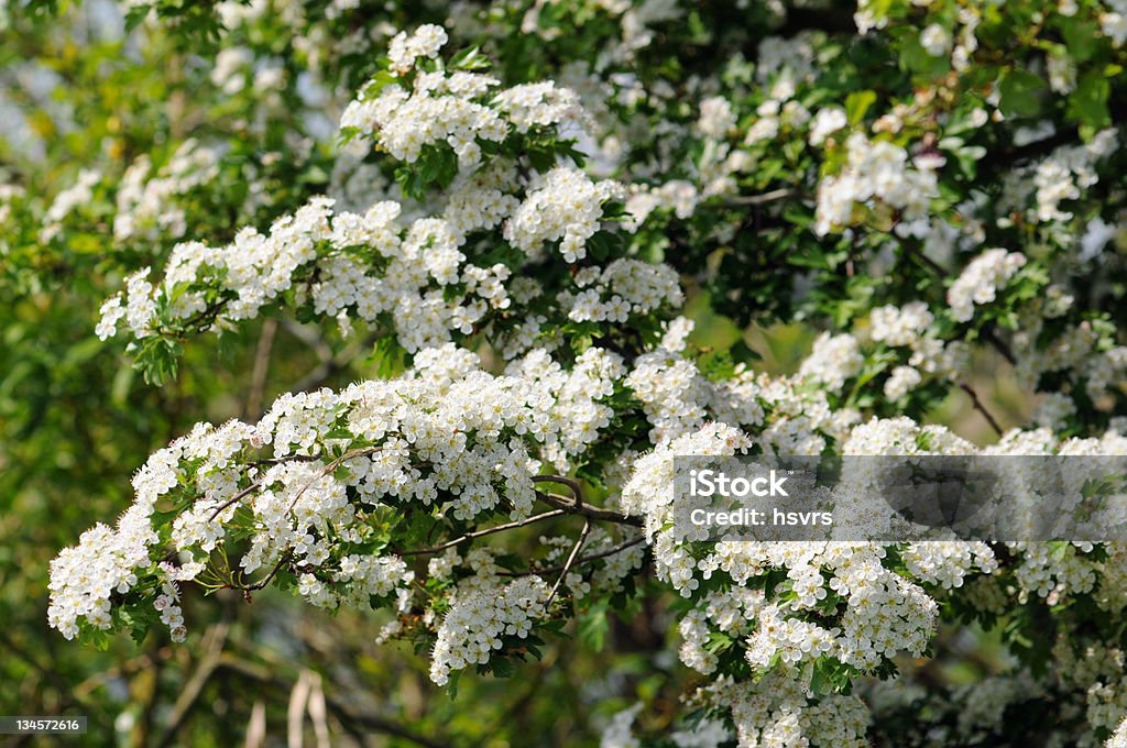 Weissdorn-Hawthorn ou thornapple - Photo de Arbre fruitier libre de droits