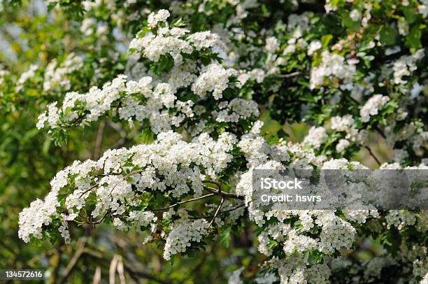 Photo libre de droit de Weissdornhawthorn Ou Thornapple banque d'images et plus d'images libres de droit de Arbre fruitier - Arbre fruitier, Aubépine - Plante, Blanc