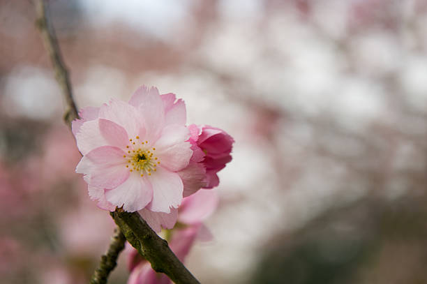 Cherry Blossom, Close Up Close up of a fresh spring, pink, Japanese Cherry Blossom tree (Prunus, Iannesiana, Matsumae Beni Yutaka), shallow depth of field. Taken at Royal Botanical Gardens, Kew, London kew gardens spring stock pictures, royalty-free photos & images