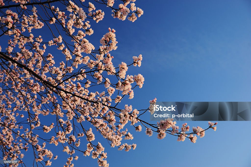 cherry blossom branch cherry flower branches in background of blue sky Blossom Stock Photo