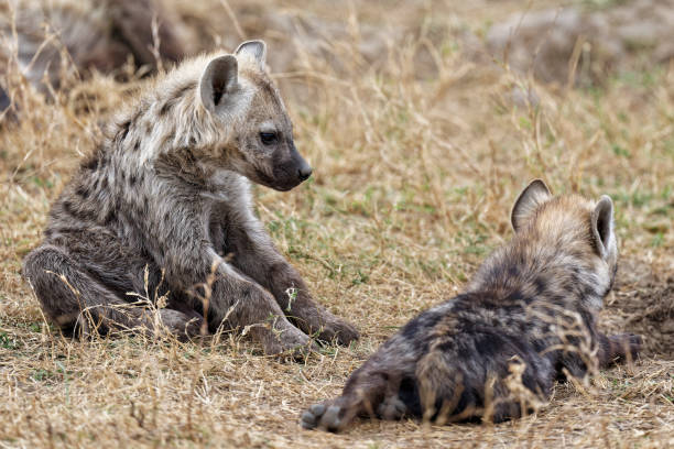 istock Hyena, young animal 1345727190