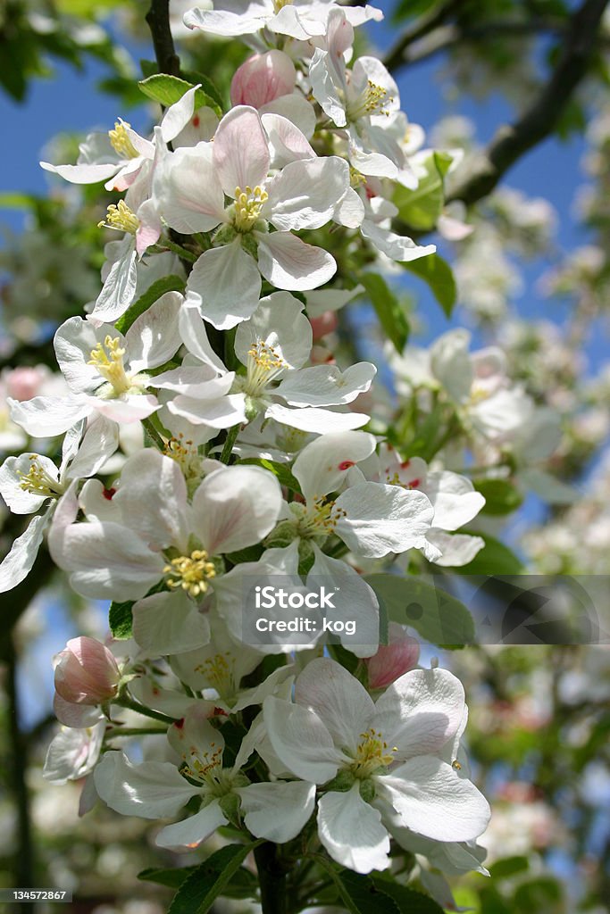 Apple blossom - Lizenzfrei Apfelbaum Stock-Foto