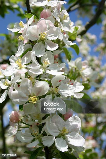 Flor De Macieira - Fotografias de stock e mais imagens de Agricultura - Agricultura, Ao Ar Livre, Cabeça de Flor