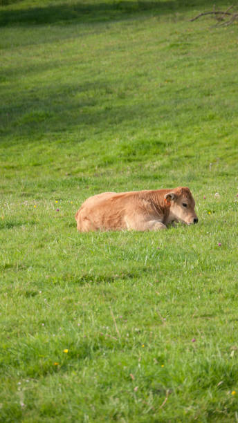 istock Brown calf in meadow 1345729296