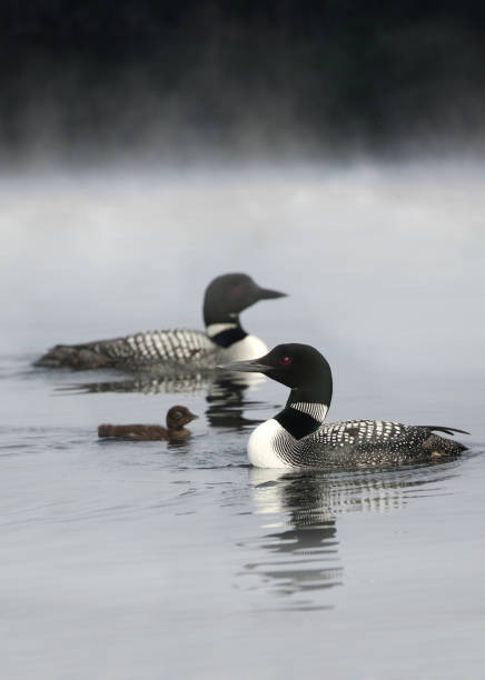 Baby Common Loon (Gavia immer) Riding on its Parent's Back as the Other Parent Brings it a Fish - Haliburton, Ontario
