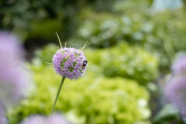 istock Garlic flower, bumblebee collecting nectar on garlic flowers 1345730191