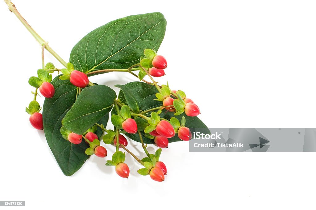 Saint John's Wort frutas vermelhas - Foto de stock de Alimento Transgênico royalty-free