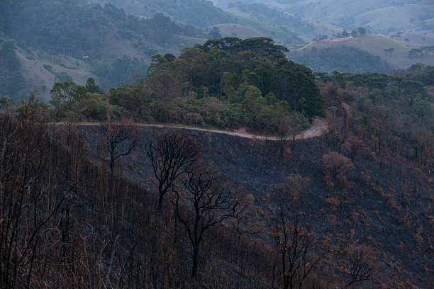 Burnt forest area Campos do Jordao, Brazil - 30th september 2021: Slope of Atlantic Forest burned due to a fire that occurred in August in Alto da Boa Vista, a prime area in Campos do Jordão (SP). mantiqueira mountains stock pictures, royalty-free photos & images