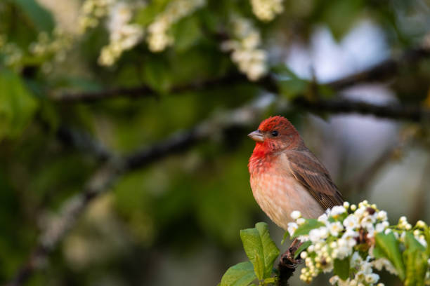 istock Male Common rosefinch, Carpodacus erythrinus 1345732463