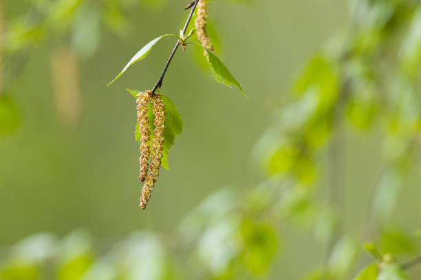 istock Fresh Silver birch, Betula pendula leaves and catkins during a spring day 1345734247