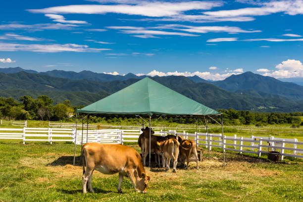 cenário do rancho rancho kiyosato no verão1 - cattle drive - fotografias e filmes do acervo