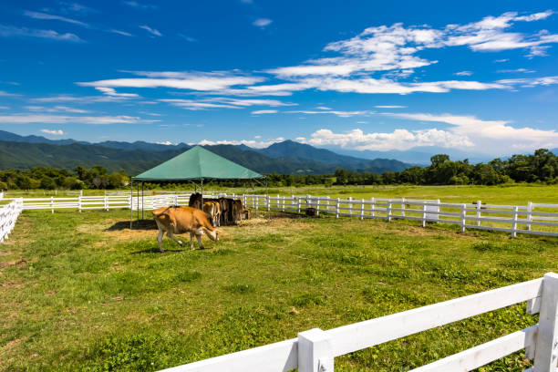 cenário do rancho rancho kiyosato no verão3 - cattle drive - fotografias e filmes do acervo