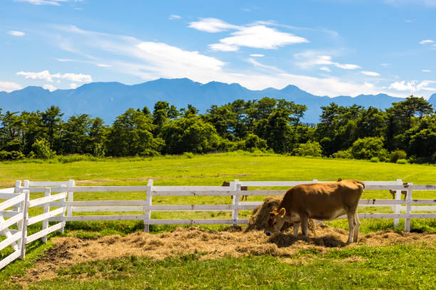 cenário do rancho rancho kiyosato no verão 5 - cattle drive - fotografias e filmes do acervo