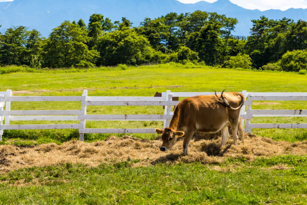 cenário do rancho rancho kiyosato em summer6 - cattle drive - fotografias e filmes do acervo