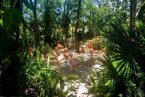 Cancun, Mexico. May 30, 2021. Flock of beautiful flamingos in water pond amidst trees at Xcaret eco park