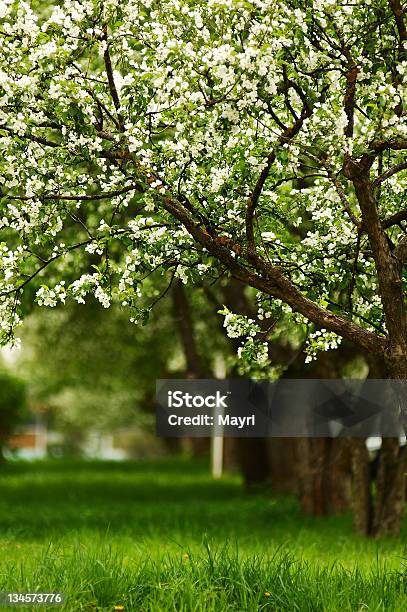 Reihe Von Blühenden Apfel Bäume Stockfoto und mehr Bilder von Agrarbetrieb - Agrarbetrieb, Ast - Pflanzenbestandteil, Baum