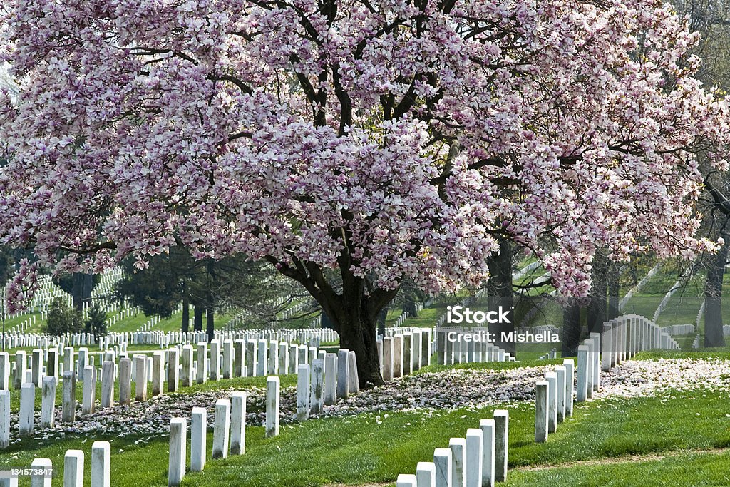 Arlington National Cemetary - Zbiór zdjęć royalty-free (Narodowy Cmentarz w Arlington)