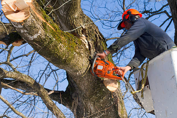 Trimming the trees A Tree Surgeon trims trees using a chain saw and a bucket truck cutting stock pictures, royalty-free photos & images