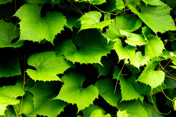 istock Green dark vine background. Beautiful grape leaves. General ivy texture. 1345738975