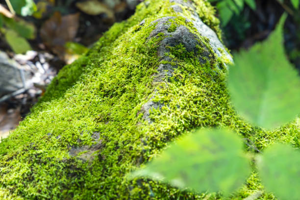 istock Beautiful fresh green moss shining through the sun 1345739062
