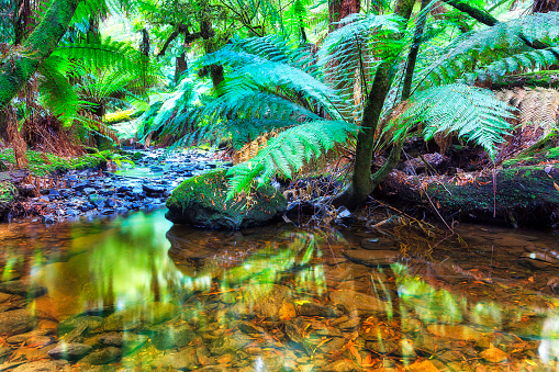 Pristine fresh water stream deep in evergreen relict rainforest of Tasmania in Australia.