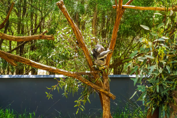 コアラのクマは木の中でリラックスします。 - eucalyptus tree tree australia tropical rainforest ストックフォトと画像