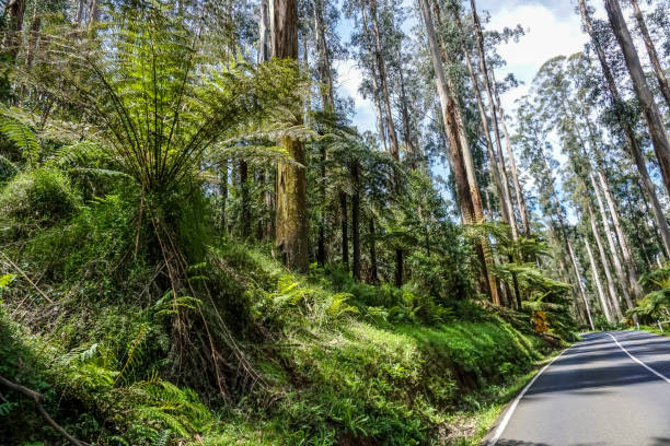 istock A road by the rainforest in Australia. 1345739852