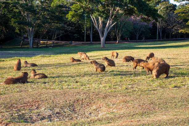 istock group of capybaras lying on the grass 1345740429