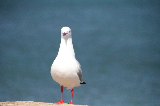 I’m seagull hear me squawk